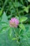 Red Clover â€“ Trifolium pratense