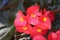 Red Clubed begonia flowers