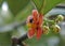 Red clusia flower and bee on tropical rainforest