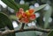 Red clusia flowers and bee on tropical rainforest