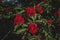 red cluster of rowan berries with leaves