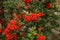 Red clusters of juicy pyracantha plant berries. Pyracantha coccinea. Evergreen dense shrub in autumn