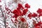 Red clusters of mountain ash on a branch in winter, red bunches of mountain ash on branches sky background, bunch of ripe Mountain