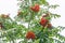 Red clusters of a mountain ash rowanberry on a branch in summer, red bunches of a mountain on a background of a white sky, bunch