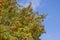 Red clusters of wild ash on a tree