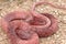 Red Coachwhip Snake