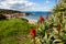 A red coastal flower with a selective blur of Crockery bay in the background Port Elliot South Australia on 27th August 2019