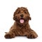 Red Cobberdog or labradoodle on white