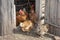 Red cock and hens stand at the barn, brush their feathers