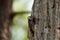 Red cockaded Woodpecker in North Carolina