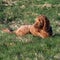 Red Cockapoo lying in the sun