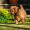 Red Cockapoo puppy first walks in garden