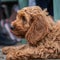 Red Cockapoo puppy lying down in garden