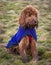 Red Cockapoo puppy sitting outdoors