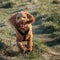 A red cockapoo running in the park