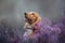 red cocker spaniel puppy portrait on a heather field, blooming purple flowers