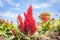 Red Cockscomb Flower or Celosia Argentea on Blue Sky Background in Zoom View