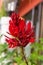 Red Cockspur Coral Tree flower or Erythrina crita-galli