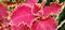 red coleus flower with wide leaves and thrives in pots