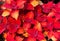 Red coleus flowering plant wallpaper