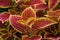 Red coleus leaves in a public garden