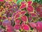 Red Coleus leaves in summer garden. Perennial natural plant background. Top view