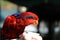 Red-Collard Lorikeet eating Sweet Nectar from the hand of a wildlife park visitor