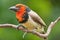 Red collared barbet adult male