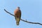 Red Collared Dove, Red Turtle Dove or Streptopelia tranquebarica, red bird perching on branch in Thailand