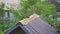 Red collared dove standing on barn roof