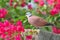 Red Collared Dove (Streptopelia tranquebarica)