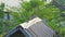 Red collared doves standing on barn roof