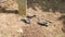 Red collared doves sunbathing on the ground