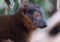 Red-collared lemur closeup