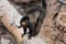 Red Collared Lemur on a Fallen Tree Branch