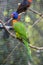 The red-collared lorikeet Trichoglossus rubritorquis