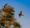 Red Collared Rainbow Lorikeet