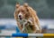 Red Collie Agility Jumping