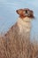 Red collie type dog in ammophila marram grass at b