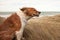 Red collie type dog in ammophila marram grass at b