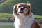 Red collie type farm sheep dog standing by coastal