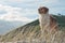 Red collie type farm sheep dog standing on sand du