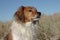 Red collie type farm sheep dog standing on sand du