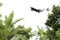 Red Colobus Jumping