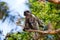 Red colobus monkey with baby zanzibar