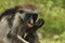 Red colobus monkey eats a piece of charcoal