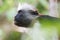 Red colobus monkey gazing up into the forest