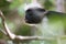 Red colobus monkey gazing up into the forest