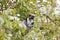 Red colobus monkey in Jozani Forest, Zanzibar, Tanzania