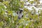 Red colobus monkey in Jozani Forest, Zanzibar, Tanzania